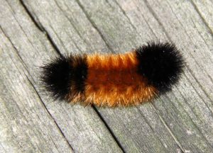 download green wooly worm download green wooly worm